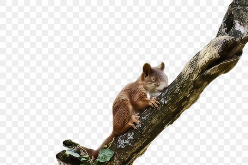 Squirrel Branch Wildlife Fox Squirrel Tail, PNG, 2448x1632px, Watercolor, Branch, Fox Squirrel, Paint, Squirrel Download Free