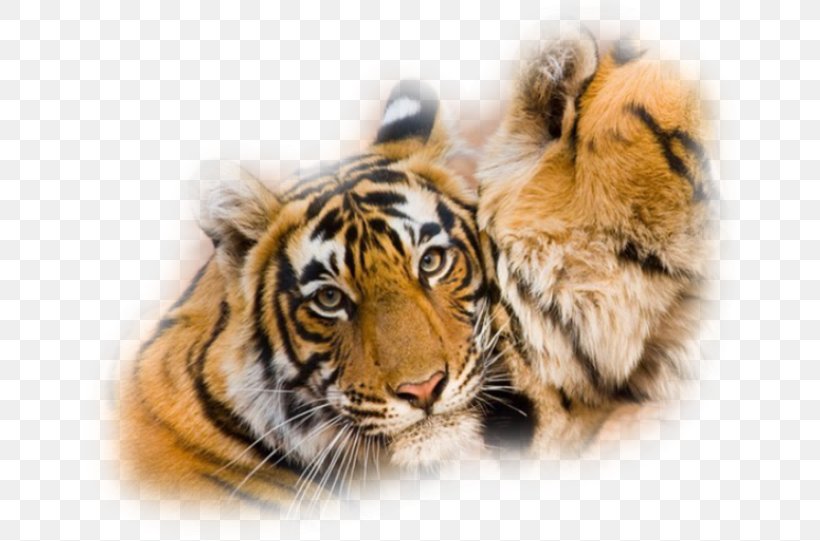 Tiger Wildlife Animal Whiskers Lion, PNG, 658x541px, Tiger, Animal, Bengal Tiger, Big Cat, Big Cats Download Free