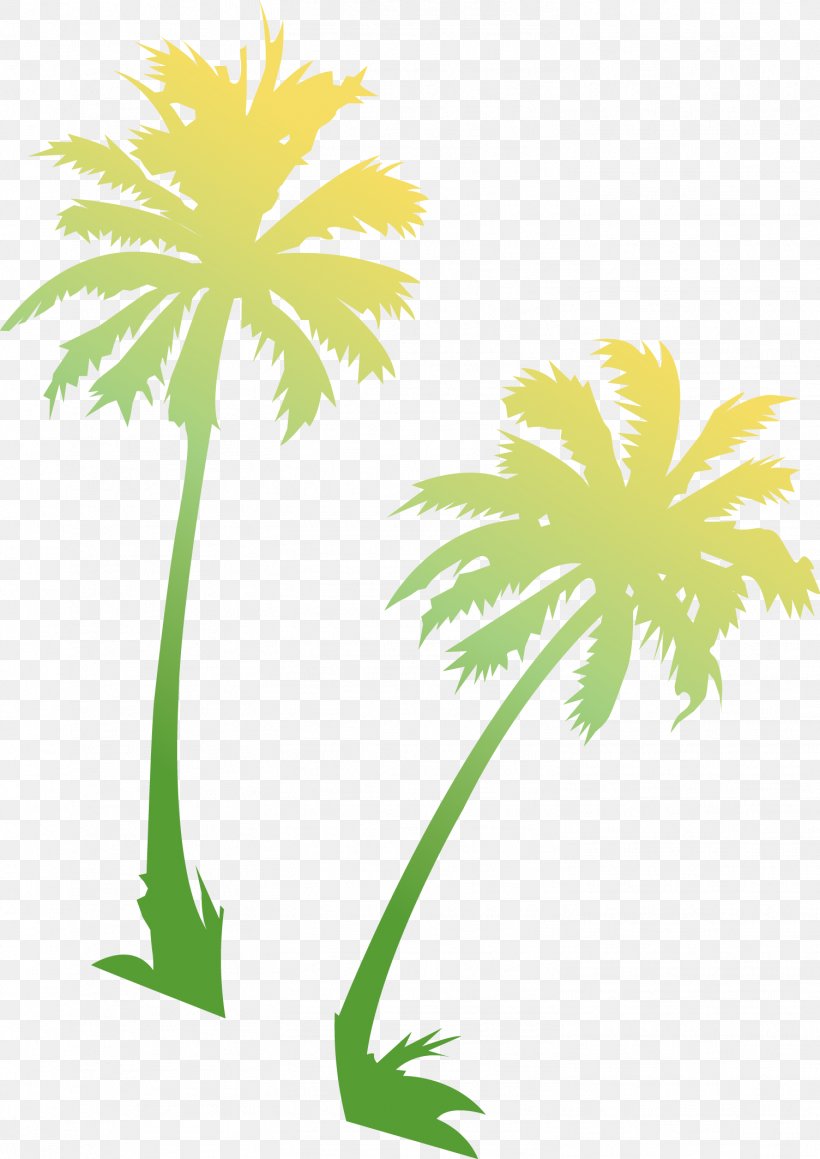 Asian Palmyra Palm Coconut Palm Trees Image, PNG, 1504x2126px, Asian Palmyra Palm, Arecales, Borassus, Borassus Flabellifer, Branch Download Free