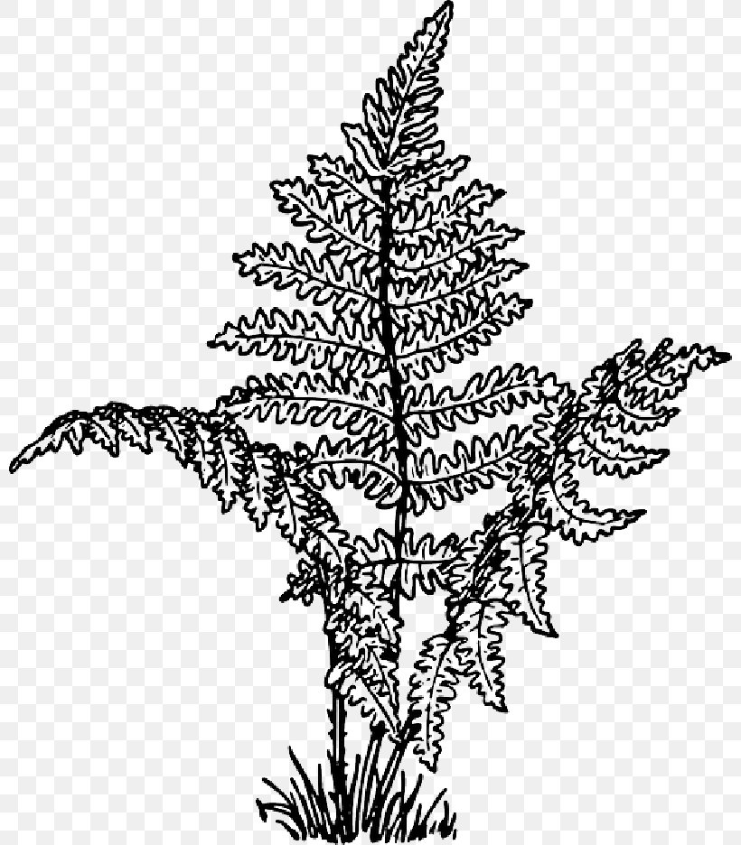 Clip Art Vector Graphics Fern Openclipart, PNG, 800x936px, Fern, American Larch, Botany, Colorado Spruce, Drawing Download Free