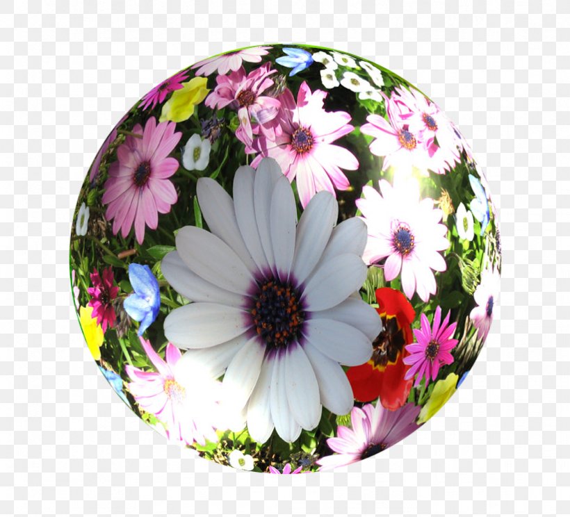 Cut Flowers Globe Petal Wildflower, PNG, 822x746px, Flower, Chrysanthemum, Chrysanths, Computer, Cut Flowers Download Free