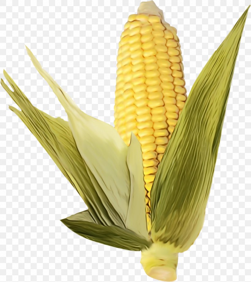 Flower Background, PNG, 1138x1280px, Corn On The Cob, Anthurium, Corn, Corn Kernels, Cuisine Download Free