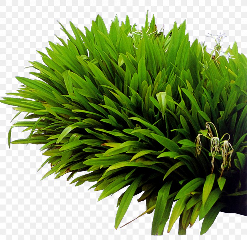 Lawn Green Natural Landscaping, PNG, 945x920px, Lawn, Aquatic Plant, Flowerpot, Garden, Grass Download Free