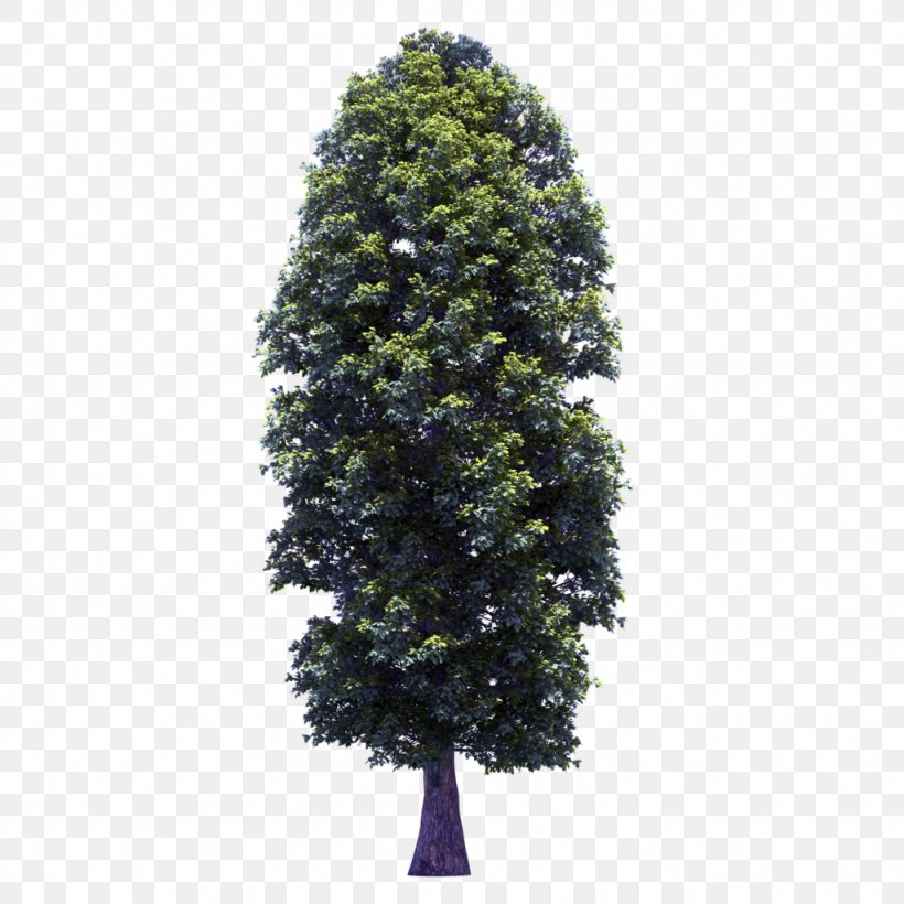Tree Spruce Plant Clip Art, PNG, 1024x1024px, Tree, Cupressus, Cupressus Cashmeriana, Cupressus Lusitanica, Elm Download Free
