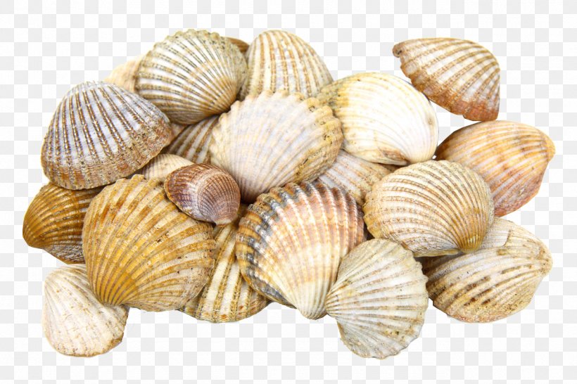 Cockle Clam Oyster Seashell, PNG, 1280x853px, Cockle, Animal Source Foods, Beach, Clam, Clams Oysters Mussels And Scallops Download Free