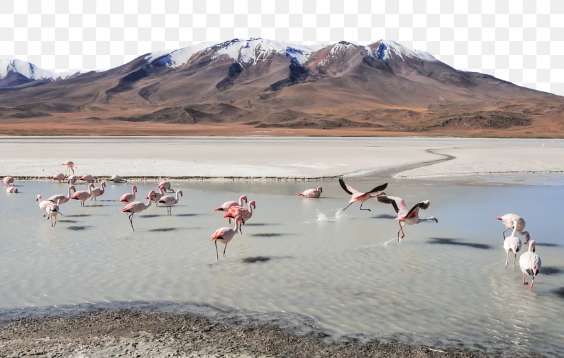 Ecoregion Loch Flamingo M Flamingo M Inlet, PNG, 1920x1222px, Ecoregion, Flamingo M, Inlet, Loch, Seabird Download Free