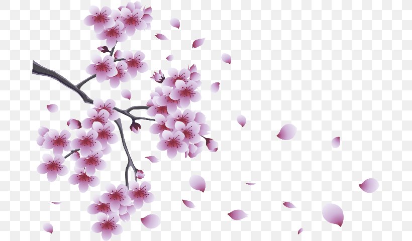 Flower Desktop Wallpaper Blossom Clip Art, PNG, 691x480px, Flower, Blossom, Branch, Cherry Blossom, Cut Flowers Download Free