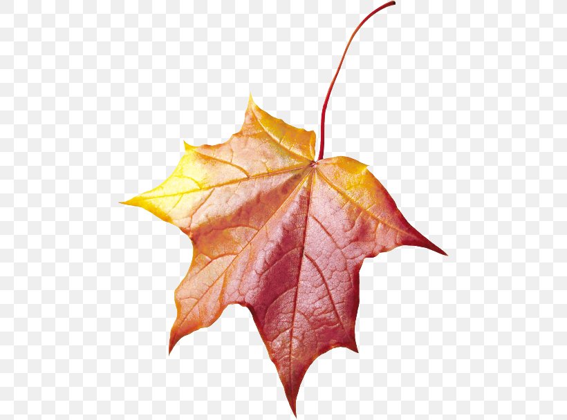 Maple Leaf, PNG, 480x608px, Leaf, Black Maple, Deciduous, Maple Leaf, Plane Download Free