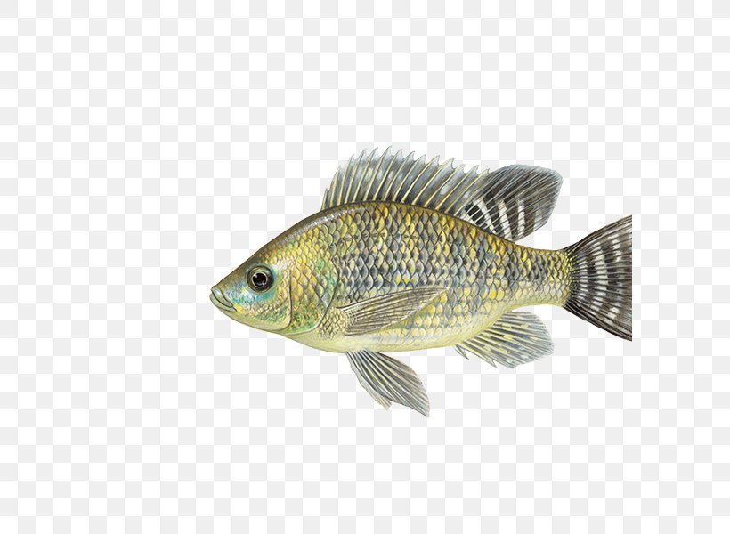 Nile Tilapia Mozambique Tilapia Oreochromis Aureus Cultivo De Tilapia, PNG, 600x600px, Nile Tilapia, Atlantic Bluefin Tuna, Atlantic Cod, Barramundi, Bass Download Free