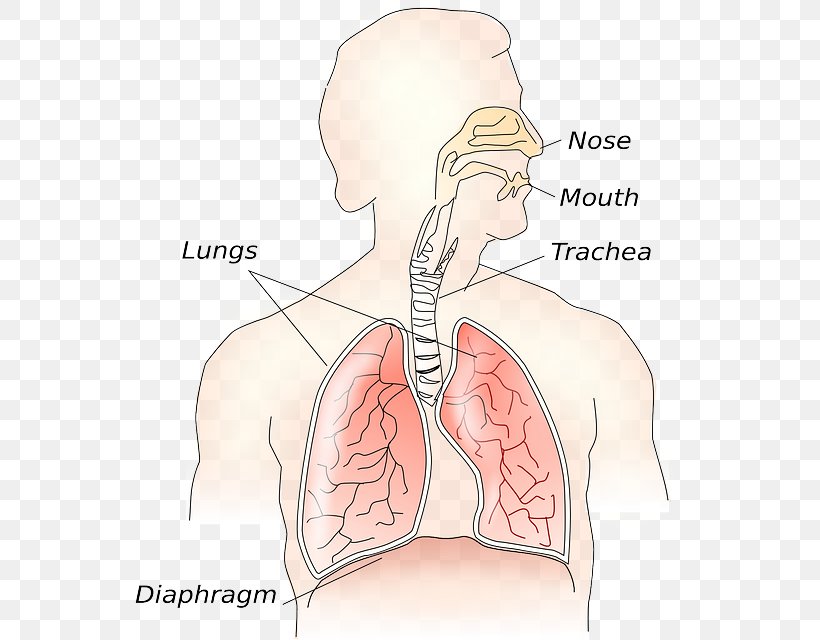 Respiratory System Clip Art Respiration Lung Respiratory Tract, PNG, 550x640px, Watercolor, Cartoon, Flower, Frame, Heart Download Free