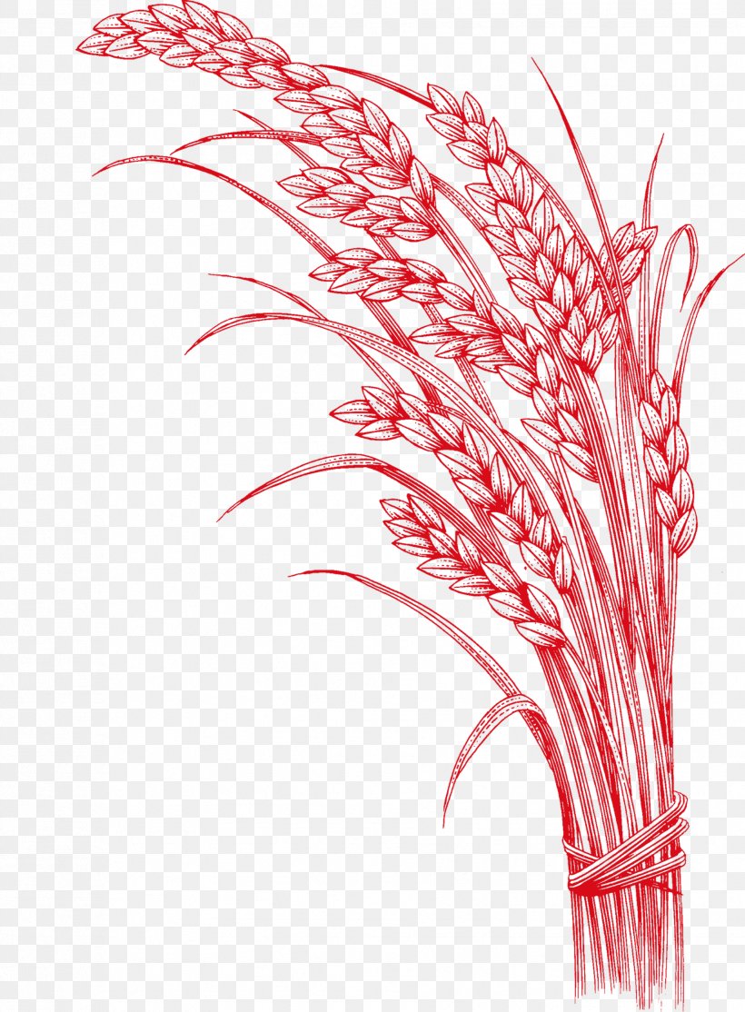 Rice Five Grains Cereal, PNG, 1807x2457px, Rice, Cereal, Feather, Five Grains, Flowering Plant Download Free