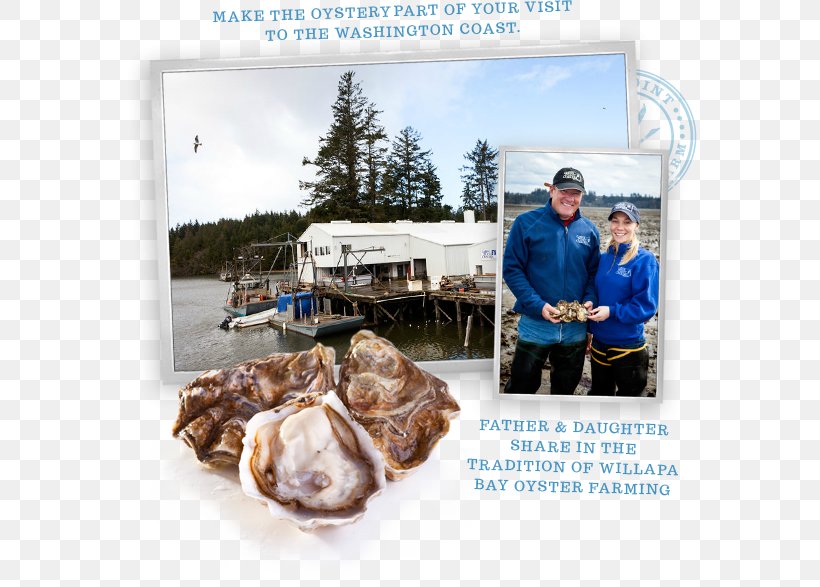 Goose Point Oysters (Nisbet Oyster Co., Inc.) Willapa Bay Seafood Shellfish, PNG, 574x587px, Oyster, Can, Food, Grey Lady, Hotel Download Free
