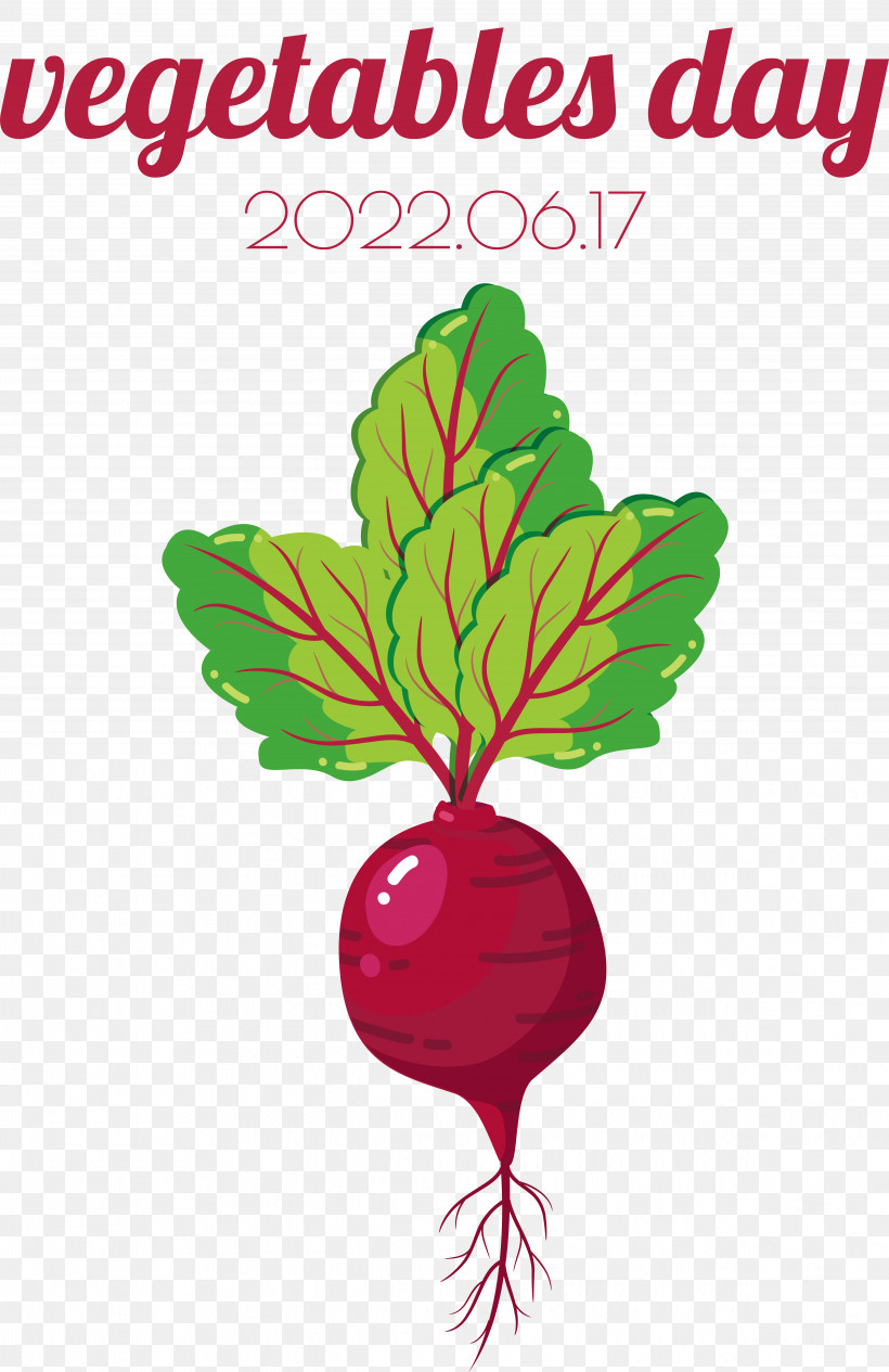 Leaf Vegetable Plant Stem Radish Flower, PNG, 4856x7495px, Leaf, Beetroot, Biology, Flower, Fruit Download Free