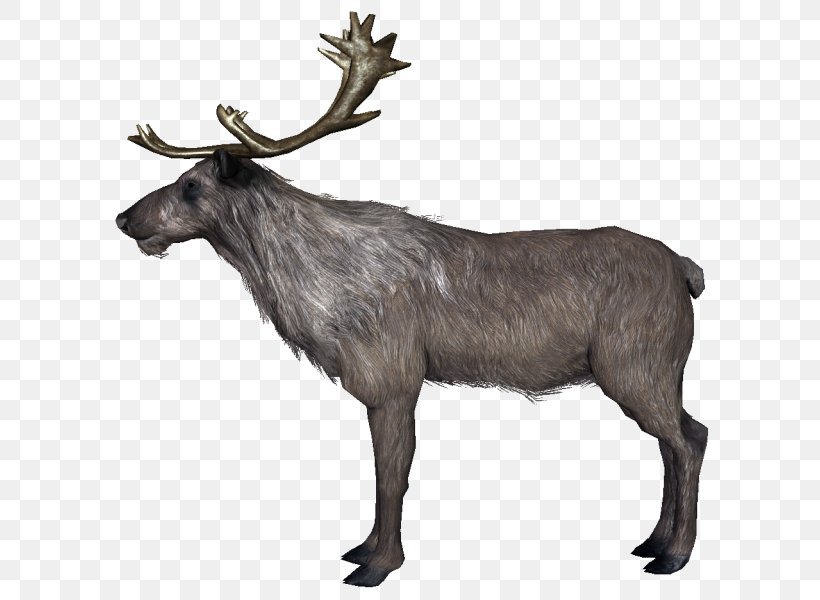 Reindeer Food Chain The Elder Scrolls V: Skyrim Antler, PNG, 600x600px, Reindeer, Animal, Antler, Black Panther, Chain Download Free