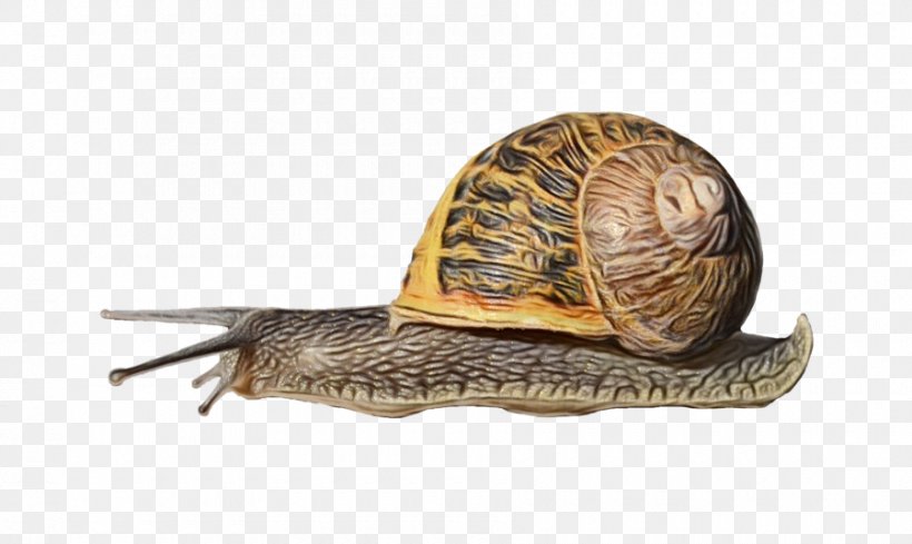Snail Snails And Slugs Sea Snail Lymnaeidae Slug, PNG, 900x537px, Watercolor, Conch, Escargot, Lymnaeidae, Paint Download Free