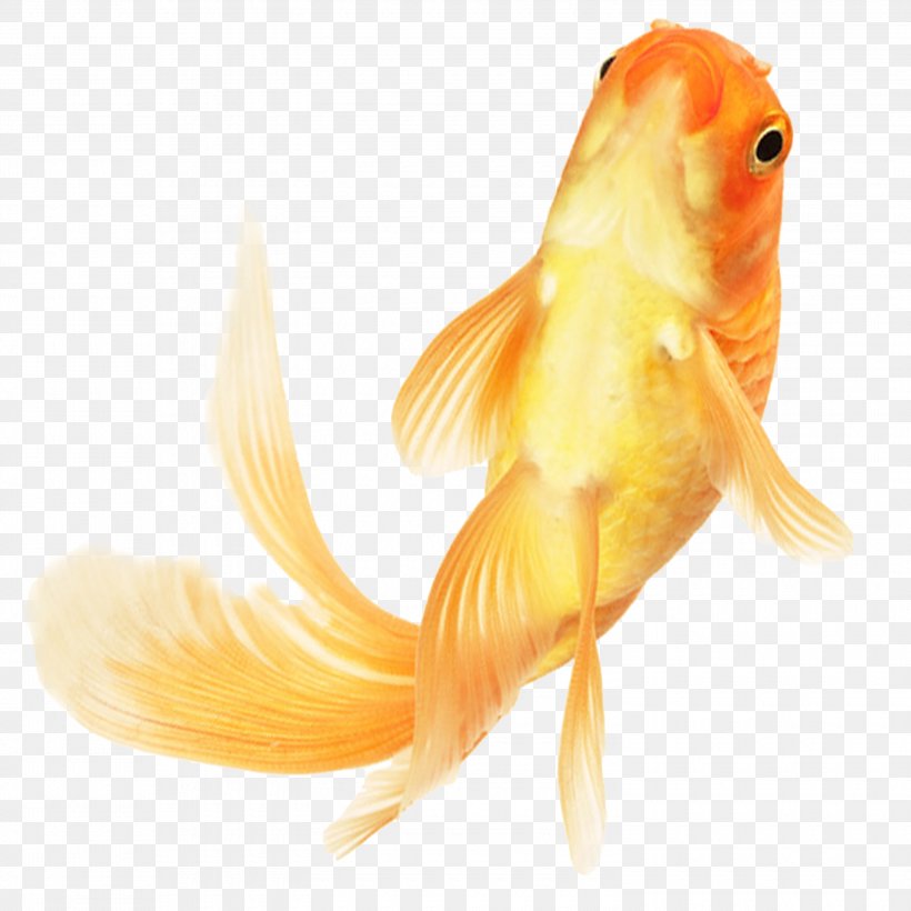 Chinese Goldfish Ornamental Fish, PNG, 3000x3000px, Goldfish, Albom, Aquarium, Bony Fish, Fish Download Free