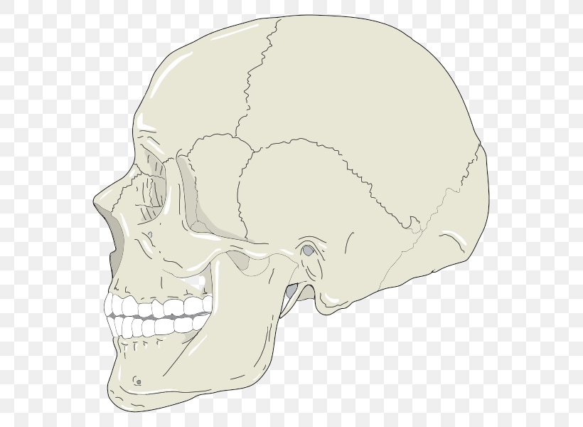 Clip Art Skull Vector Graphics Image, PNG, 599x600px, Skull, Anatomy, Bone, Description, Head Download Free
