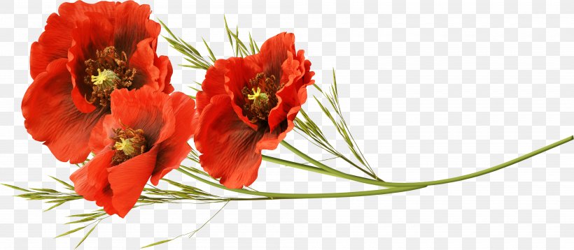 Common Poppy Flower Red, PNG, 4000x1748px, Common Poppy, Cut Flowers, Floral Design, Floristry, Flower Download Free