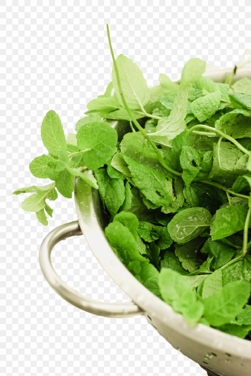Coriander Herb Seasoning Leaf Vegetable Basil, PNG, 1200x1800px, Coriander, Basil, Bo Forbes, Fines Herbes, Flowerpot Download Free