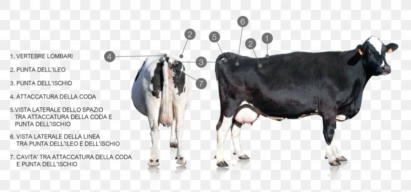 Dairy Cattle Taurine Cattle Milk Holstein Friesian Cattle, PNG, 2000x939px, Dairy Cattle, Beef, Bodyconditionscoring, Cattle, Cattle Like Mammal Download Free