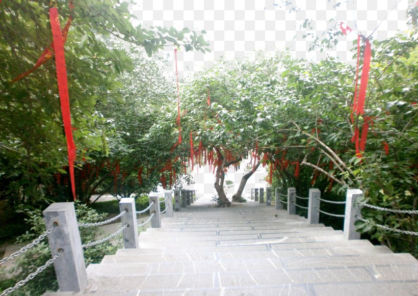Lam Tsuen Wishing Trees, PNG, 1024x726px, Lam Tsuen Wishing Trees, Backyard, Courtyard, Day, Flora Download Free