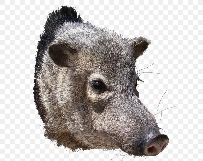 Peccary Wild Boar AZ Wildlife Creations Snout, PNG, 599x650px, Peccary, Antitank Missile, Antitank Warfare, Arizona, Az Wildlife Creations Download Free