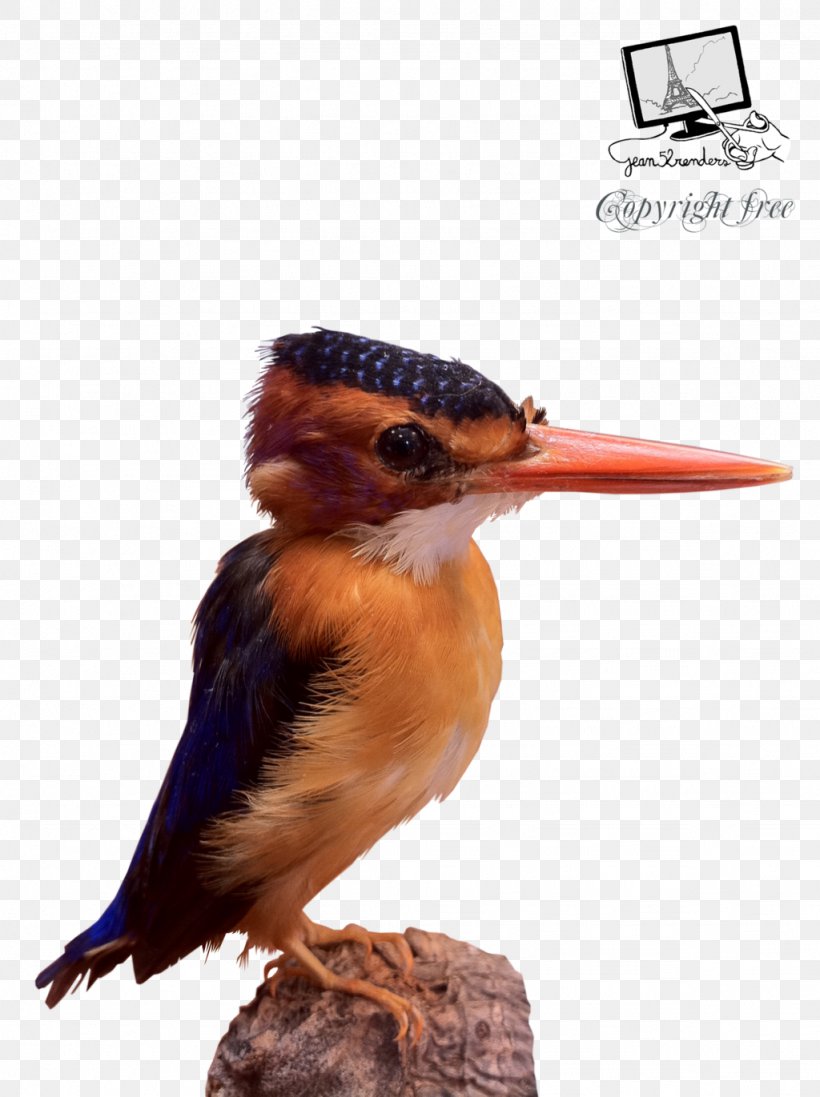 Bird African Pygmy Kingfisher Beak DeviantArt, PNG, 1024x1371px, Bird, African Pygmy Kingfisher, Animal, Art, Art Museum Download Free