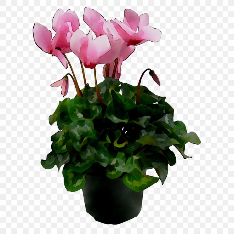 Cyclamen Gardenia Houseplant Plants Ornamental Plant, PNG, 1098x1098px, Cyclamen, Annual Plant, Anthurium, Artificial Flower, Cut Flowers Download Free