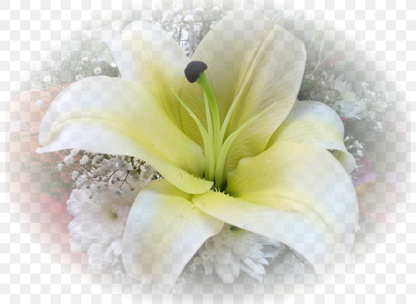 Floral Design Cut Flowers Lilium, PNG, 800x600px, Floral Design, Author, Birthday, Cut Flowers, Floristry Download Free