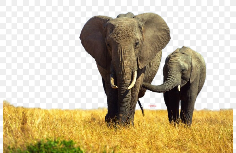 Indian Elephant African Elephant Elephantidae Tusk Rhinoceros, PNG, 800x533px, Indian Elephant, African Elephant, Animal, Cattle Like Mammal, Desktop Metaphor Download Free