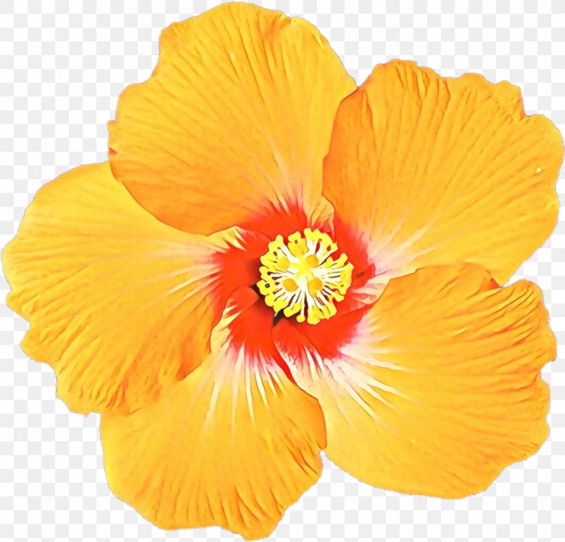 Orange, PNG, 889x853px, Cartoon, Flower, Flowering Plant, Hawaiian Hibiscus, Hibiscus Download Free