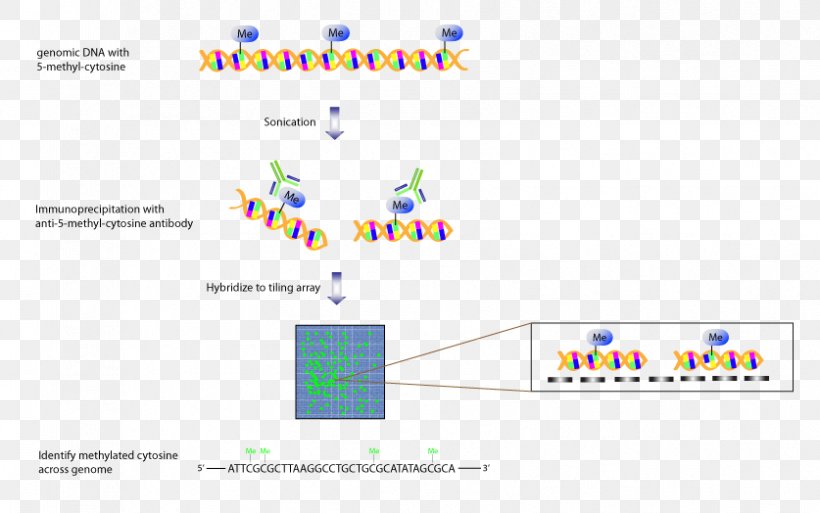 Tiling Array Array Comparative Genomic Hybridization Genome Genomics, PNG, 837x524px, Tiling Array, Affymetrix, Area, Brand, Comparative Genomic Hybridization Download Free