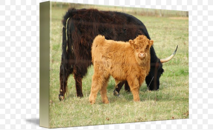 Calf Highland Cattle Pasture Bull Grazing, PNG, 650x502px, Calf, Bull, Cattle, Cattle Like Mammal, Com Download Free