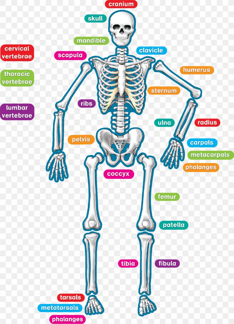 Human Skeleton Human Body Anatomy Teacher, PNG, 1440x2000px, Watercolor, Cartoon, Flower, Frame, Heart Download Free