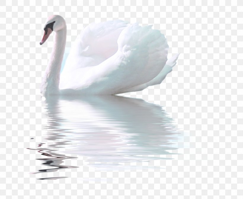 Bird Whistling Swan Goose White Swan, PNG, 1374x1127px, Bird, Beak, Cygnini, Ducks Geese And Swans, Feather Download Free