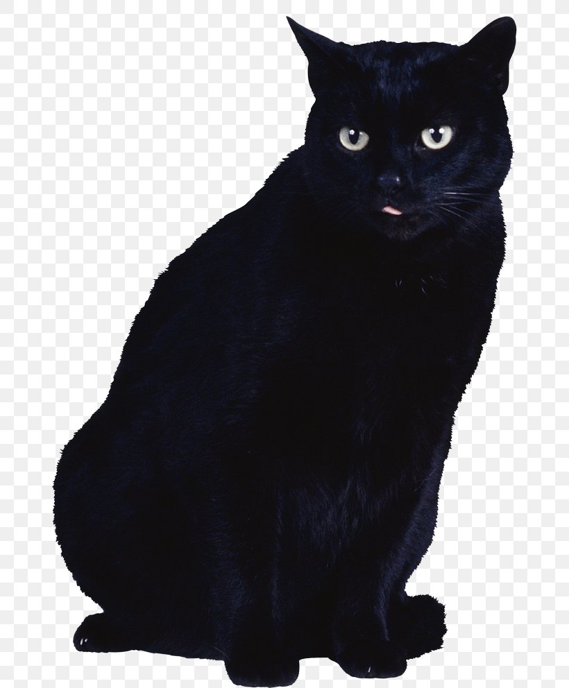 Black Cat Kitten Clip Art, PNG, 670x992px, Cat, American Wirehair, Asian, Black, Black Cat Download Free