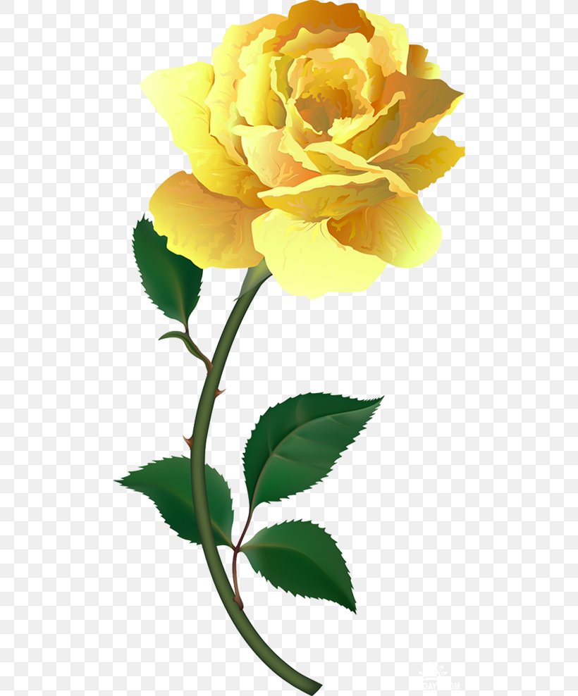 Garden Roses Cabbage Rose Floribunda Hybrid Tea Rose, PNG, 500x988px, Garden Roses, Blue, Cabbage Rose, Cut Flowers, Floral Design Download Free