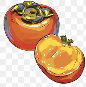 Persimmon Vector Download - Japanese Persimmon Drawing Illustration PNG