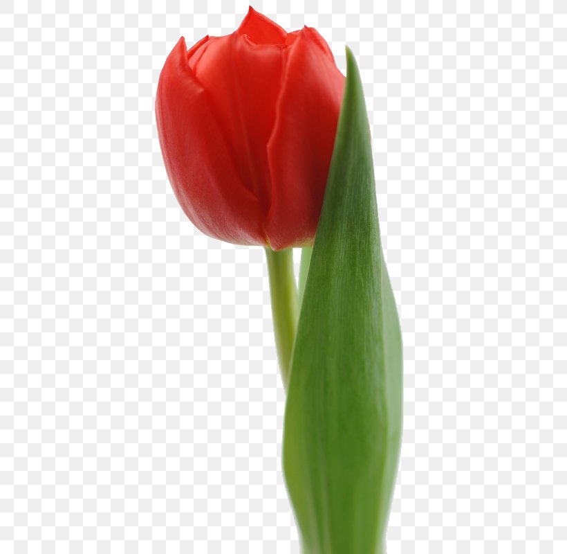 Tulip Red White Flower Bouquet, PNG, 391x800px, Tulip, Blue, Bud, Cut Flowers, Flower Download Free