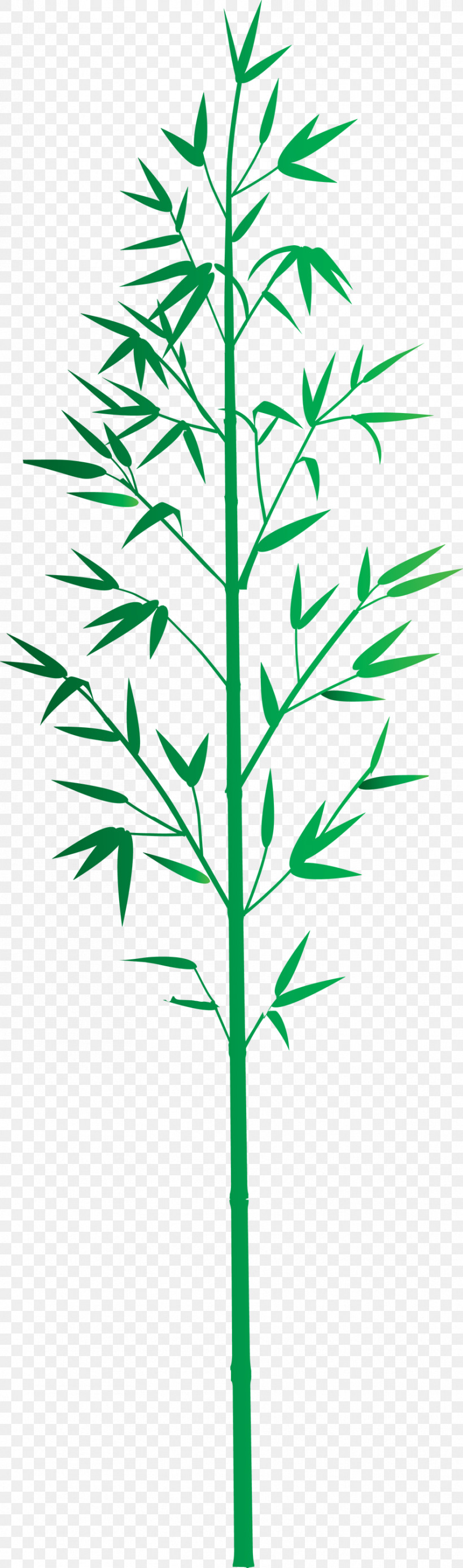 Bamboo Leaf, PNG, 886x2999px, Bamboo, American Larch, Flower, Grass, Grass Family Download Free