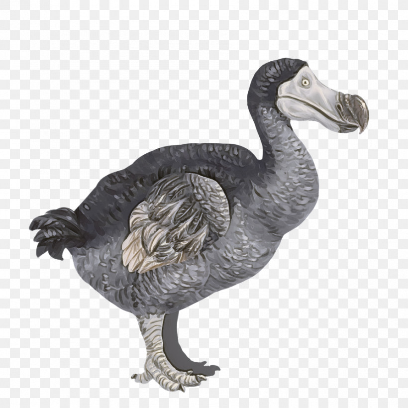 Bird Dodo Flightless Bird Beak Goose, PNG, 894x894px, Bird, Beak, Dodo, Emu, Figurine Download Free