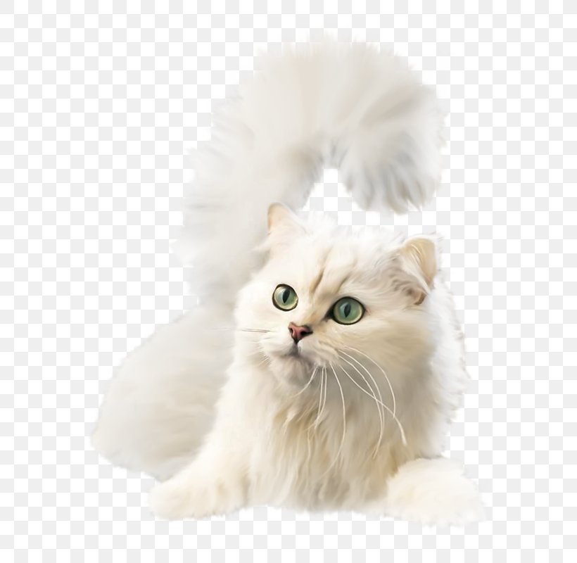 Kitten British Semi-longhair Asian Semi-longhair Burmilla Ragamuffin Cat, PNG, 646x800px, Kitten, American Curl, Asian Semi Longhair, Asian Semilonghair, Blanc Download Free