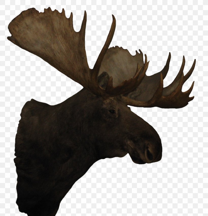 Moose Reindeer Antler, PNG, 900x934px, Moose, Antler, Deer, Horn, Reindeer Download Free