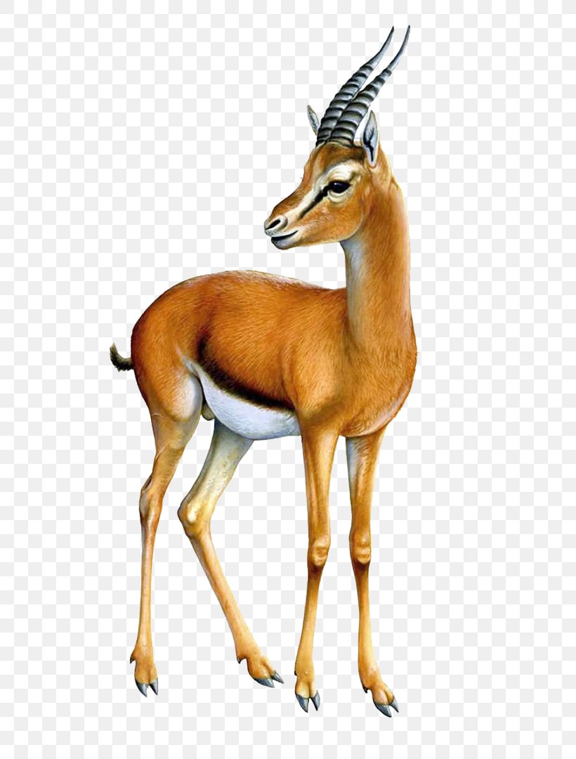 Thomson's Gazelle Impala Springbok Antelope, PNG, 680x1080px, Gazelle, Animal Figure, Antelope, Bovidae, Chamois Download Free