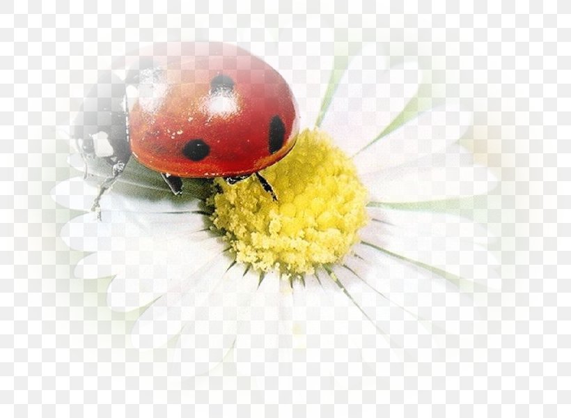 Abana Yöresel Ürünler Ant Ladybird Beetle YouTube Epilachna Ladybugs, PNG, 800x600px, Ant, Daisy, Family, Flower, Flowering Plant Download Free