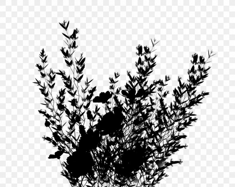 Leaf, PNG, 900x716px, Leaf, American Larch, Blackandwhite, Branch, Flower Download Free