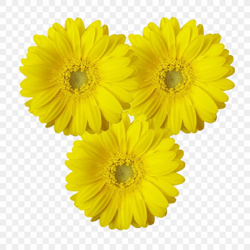 Transvaal Daisy Cut Flowers Chrysanthemum Marigolds Sunflower M, PNG, 1772x1772px, Transvaal Daisy, Black And White, Calendula, Chrysanthemum, Chrysanths Download Free