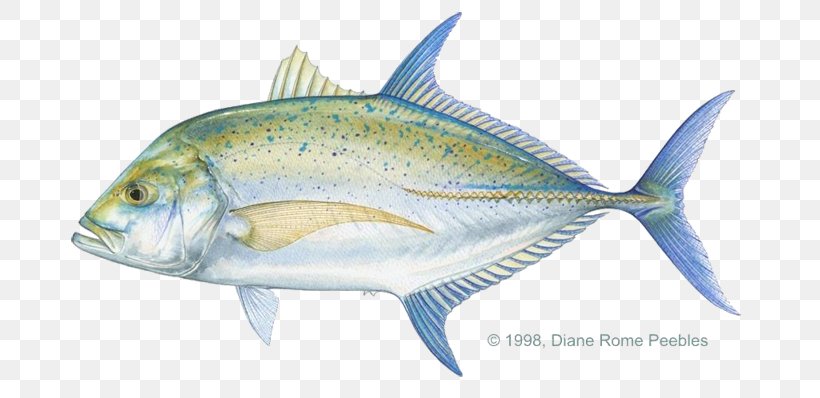 Giant Trevally Pacific Crevalle Jack Bluefin Trevally Blue Runner, PNG, 720x398px, Giant Trevally, Bigeye Trevally, Blue Runner, Bluefin Trevally, Bony Fish Download Free