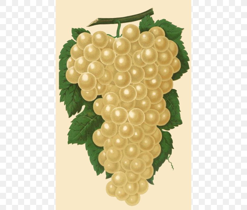 Muscat Wine Petit Manseng Grape Frutti Di Bosco, PNG, 450x697px, Muscat, Common Grape Vine, Drawing, Food, Fruit Download Free