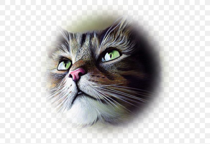 Whiskers Ragamuffin Cat Norwegian Forest Cat Kitten Domestic Short-haired Cat, PNG, 564x562px, Whiskers, Carnivoran, Cat, Cat Like Mammal, Close Up Download Free
